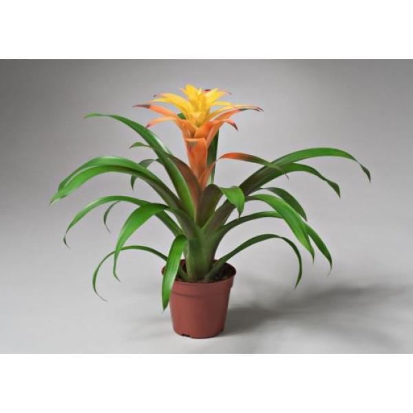 Guzmania Red and Yellow Plants or Scarlet Star