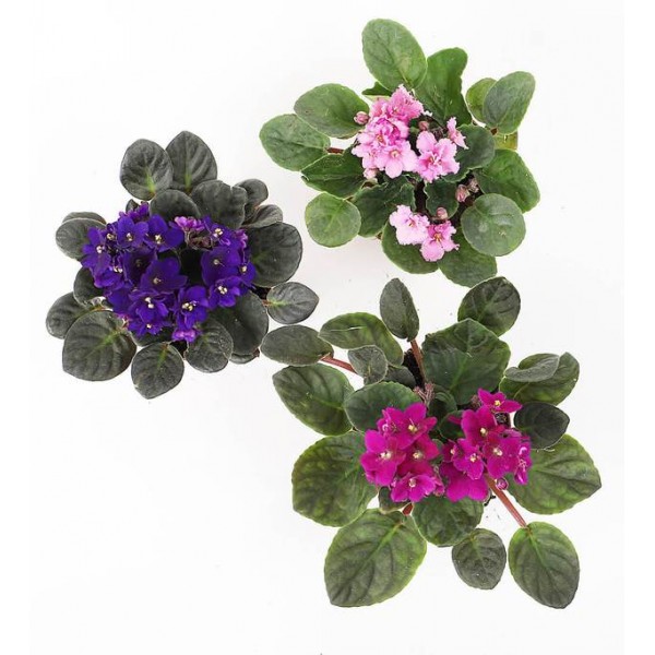 Saintpaulia or African Violets 12 – 15cm
