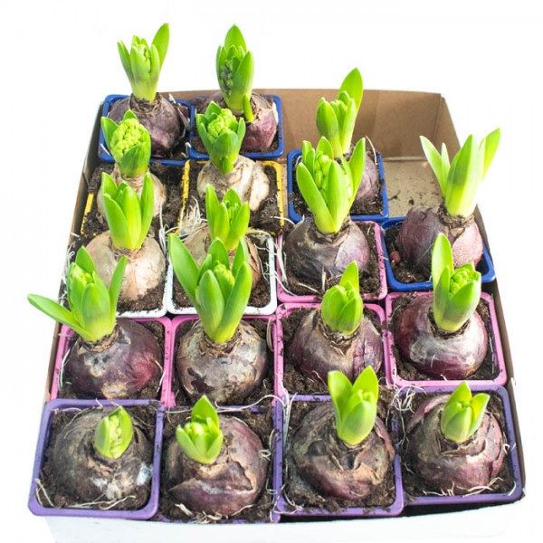 Hyacinth Bulb 1pp