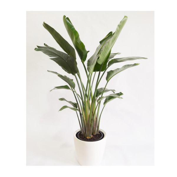 strelitzia nicolai or Bird of Paradise 70 – 100cm طائر الجنة