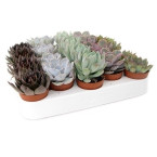 Mini succulents “Per Piece”