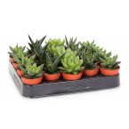 Mini succulents Haworthia 4-6cm per piece