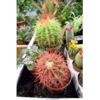 Ornamental Cactus 5 – 8cm