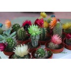 Ornamental Cactus 5 – 8cm
