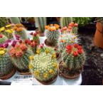 Ornamental Cactus 5 – 8cm