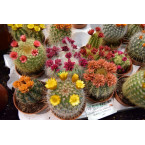 Ornamental Cactus 5 – 8cm