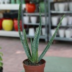 Aloe vera “Indoor” or Medicina Aloe 25-30cm الألوة فيرا