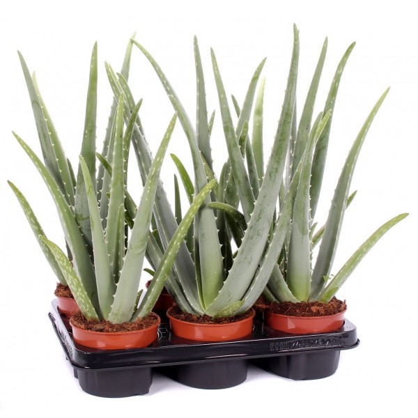 Aloe vera “Indoor” or Medicina Aloe 25-30cm الألوة فيرا