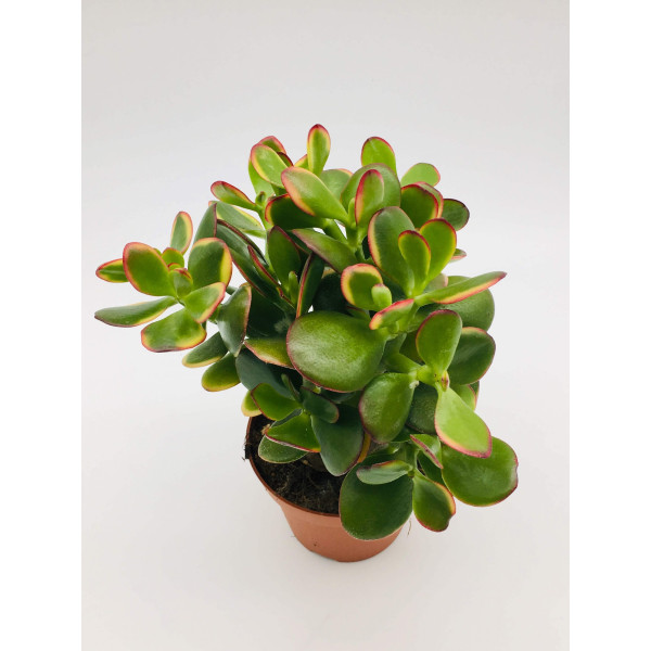 Crassula ovata (Dollar Plant, Jade Plant, Jade Tree, Money Tree)