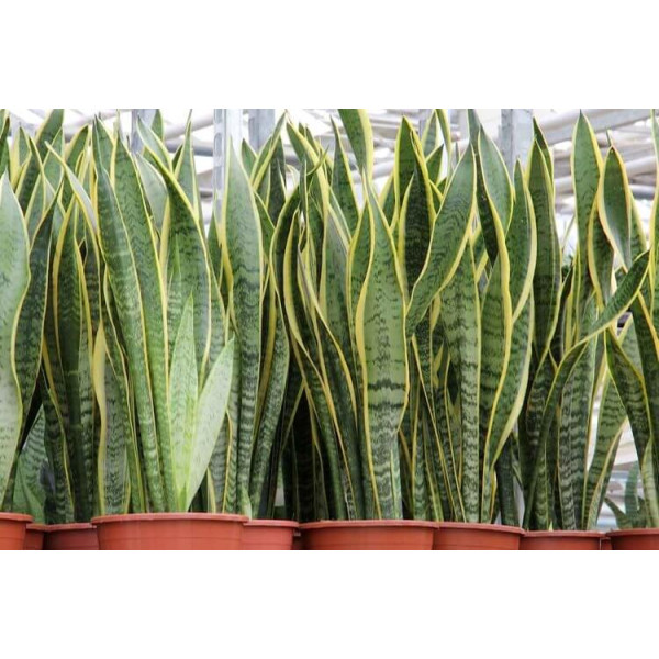 Sansevieria trifasciata ‘Laurentii’ or Snake Plant