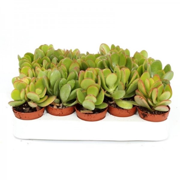 Crassula ovata Mini “Dollar Plant Or Jade Plant” 5-10cm
