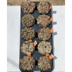 Lithops or Living Stones 8-12cm