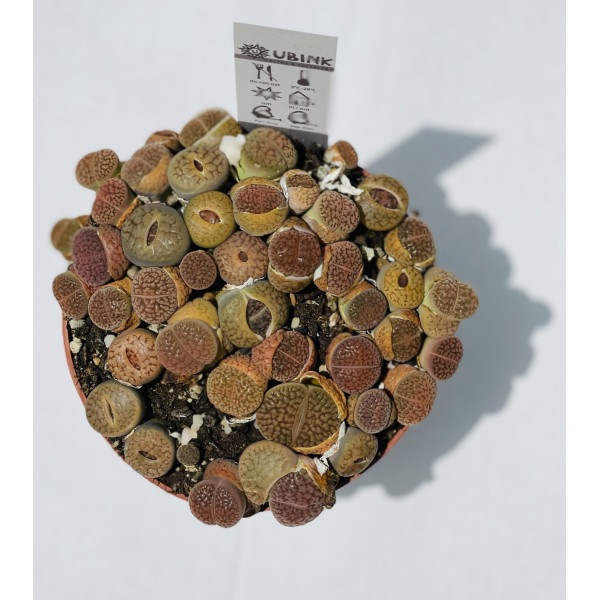 Lithops or Living Stones 8-12cm