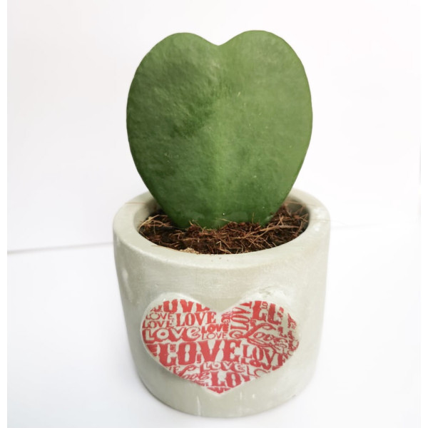 Hoya Kerrii Or Lucky Heart 5-8cm