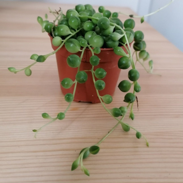 Senecio rowleyanus or String of Pearls 7-12cm