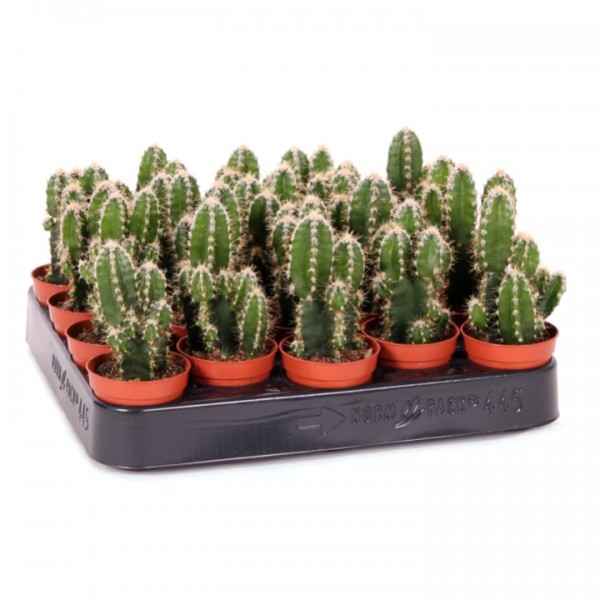 Cereus Peruvianus or Peruvian Cactus 5-10cm