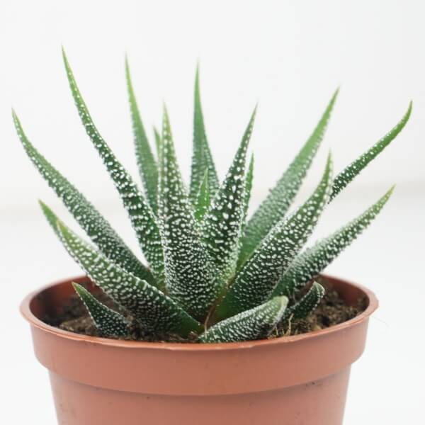 Haworthia fasciata or Zebra Cactus 10 – 15cm