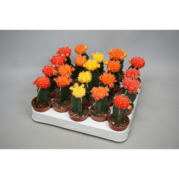 Gymnocalycium mix 10-15cm