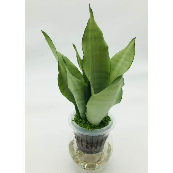 Snake Plant “Moon Shine” 25-30cm