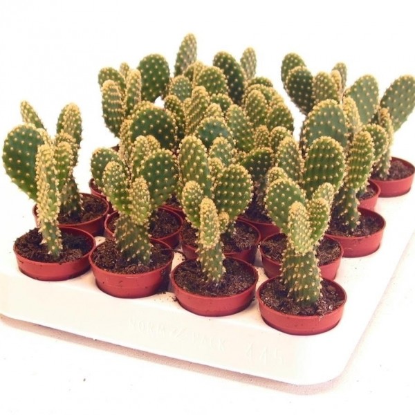 Cactus Opuntia or Bunny Ears 5-8cm