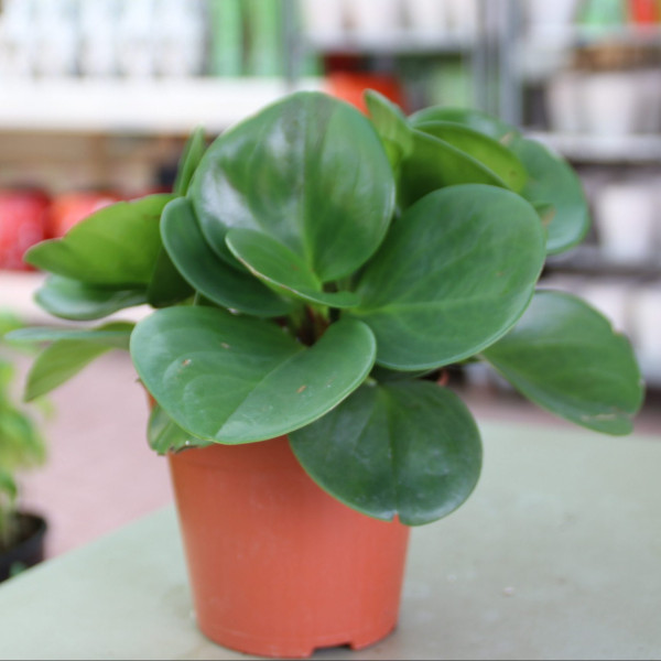 Peperomia obtusifolia, Baby Rubber Plant or Pepper face 10 – 15cm