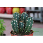 Ornamental Cactus 7 – 15cm