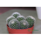 Ornamental Cactus 7 – 15cm