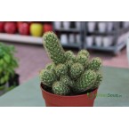 Ornamental Cactus 7 – 15cm