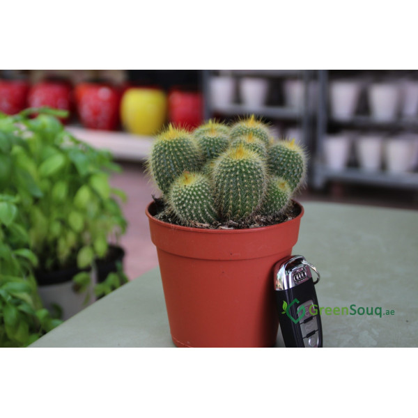 Ornamental Cactus 7 – 15cm