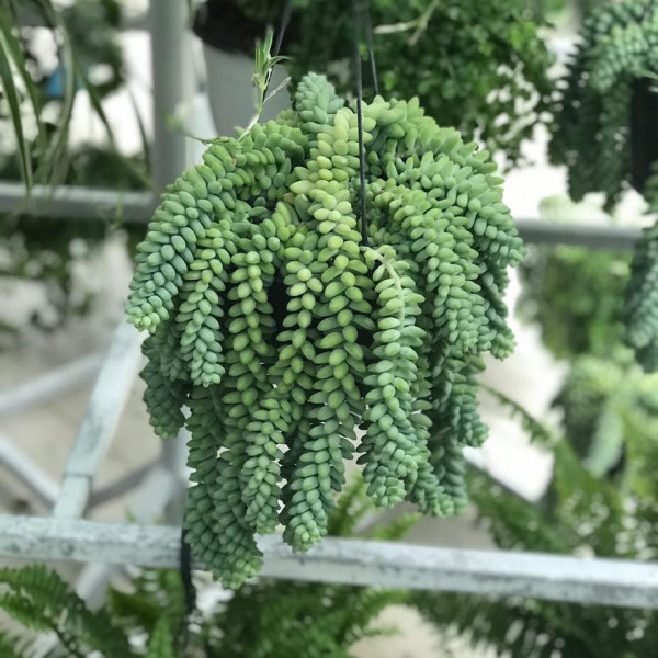 Sedum burrito “Hanging” 25 – 35cm