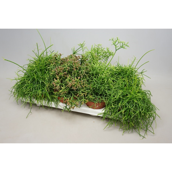 Rhipsalis mix 10-15cm
