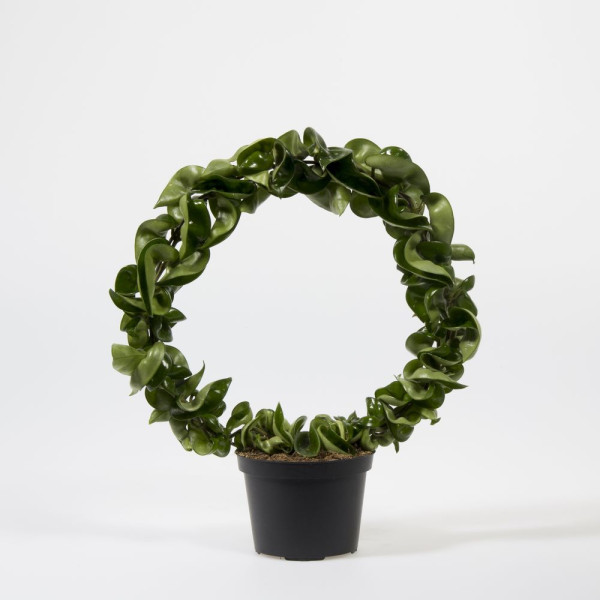 Hoya carnosa compacta, Rope Plant or Porcelain Flower 20-30cm