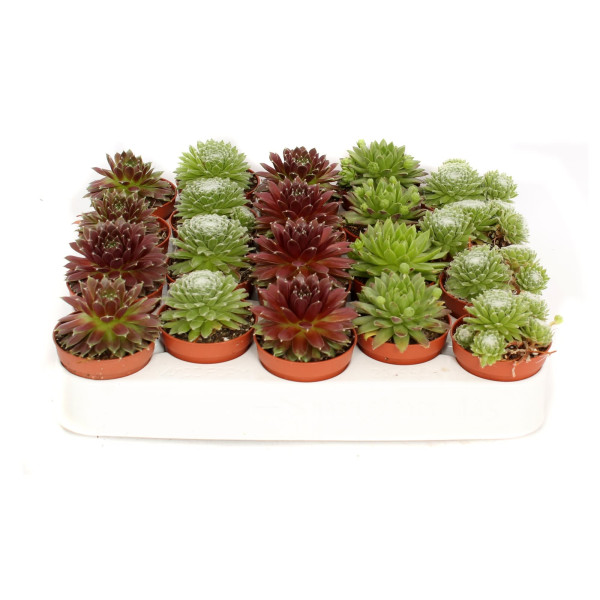 Sempervivum, Hens & Chicks or Houseleeks Mini Mixed