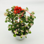 Portulacaria or Elephant Bush 25-30cm