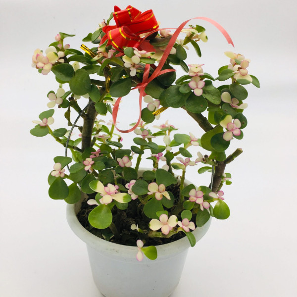 Portulacaria or Elephant Bush 25-30cm