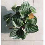 Peperomia argyreia or Watermelon Peperomia