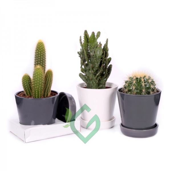 Cactus Mixed “Ceramic Pot”