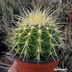 Barrel or Ball Cactus
