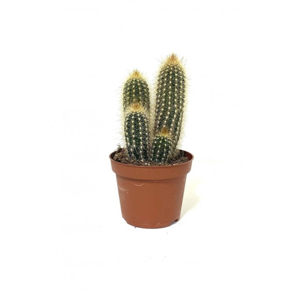 Pachy Cactus