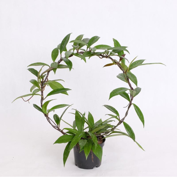 Hoya Publicalyx 25-30cm