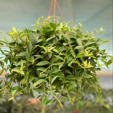 Peperomia angulata O...