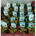 Dionaea muscipula or Venus Flytrap