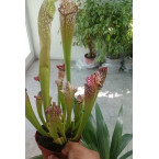 Sarracenia or American Pitchers
