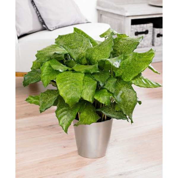 Calathea mosaica “Network”