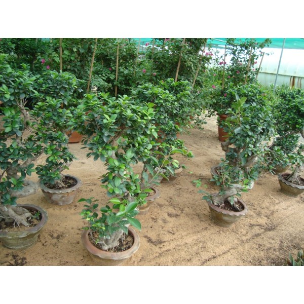 Ficus “S” Bonsai 50 – 70cm