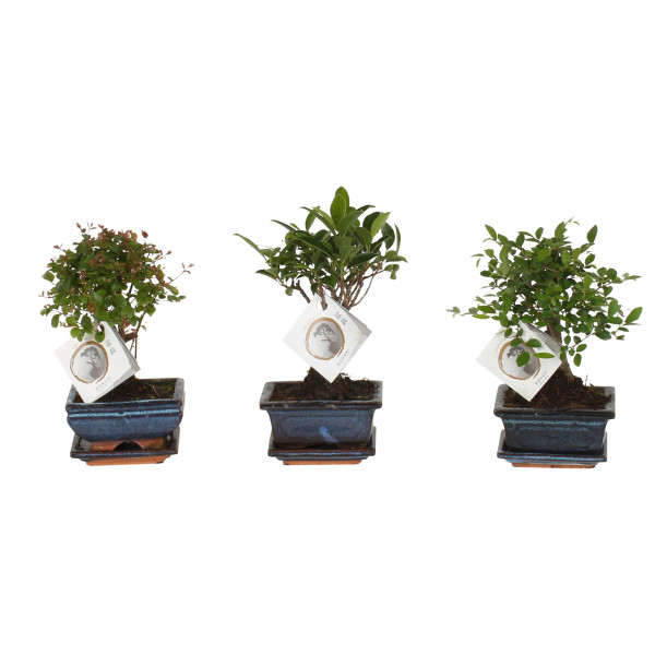 Mini Bonsai Mixed With Bowl And Plate