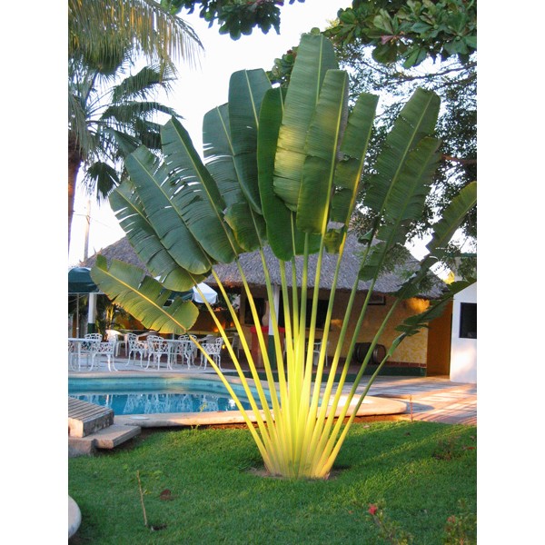 Ravenala madagascariensis “Traveller’s Palm”