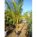 Cocos nucifera “Coconut Palm” نخلة جوز الهند