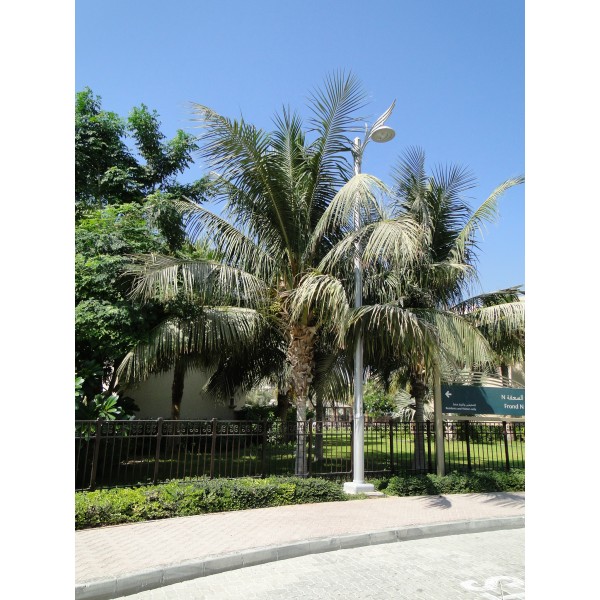 Cocos nucifera “Coconut Palm” نخلة جوز الهند