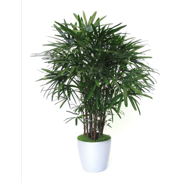 Rhapis excelsa “Lady Palm سيدة النخيل or Miniature Fan Palm” 80 – 100cm